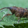 Acorn weevil - Curculio glandium ♂ | Fotografijos autorius : Žilvinas Pūtys | © Macronature.eu | Macro photography web site