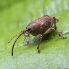 Gilinis vaisiastraublis - Curculio glandium | Fotografijos autorius : Kazimieras Martinaitis | © Macronature.eu | Macro photography web site