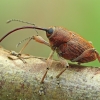 Gilinis vaisiastraublis - Curculio glandium | Fotografijos autorius : Gintautas Steiblys | © Macronature.eu | Macro photography web site