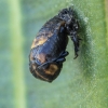 Adonis Ladybird - Hippodamia variegata, pupa | Fotografijos autorius : Gintautas Steiblys | © Macronature.eu | Macro photography web site