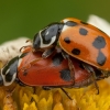 Adonis Ladybird - Hippodamia variegata | Fotografijos autorius : Žilvinas Pūtys | © Macronature.eu | Macro photography web site