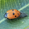 Adonis Ladybird - Hippodamia variegata | Fotografijos autorius : Gintautas Steiblys | © Macronature.eu | Macro photography web site