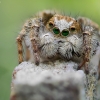 Aelurillus concolor ♂ | Fotografijos autorius : Armen Seropian | © Macrogamta.lt | Šis tinklapis priklauso bendruomenei kuri domisi makro fotografija ir fotografuoja gyvąjį makro pasaulį.