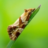 Veronikinis siaurasparnis lapsukis - Aethes triangulana | Fotografijos autorius : Oskaras Venckus | © Macrogamta.lt | Šis tinklapis priklauso bendruomenei kuri domisi makro fotografija ir fotografuoja gyvąjį makro pasaulį.