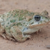 African Green Toad - Bufotes boulengeri | Fotografijos autorius : Gintautas Steiblys | © Macronature.eu | Macro photography web site