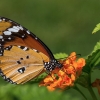 Paprastasis monarchas - Danaus chrysippus | Fotografijos autorius : Vaida Paznekaitė | © Macronature.eu | Macro photography web site
