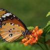 African Monarch - Danaus chrysippus | Fotografijos autorius : Vaida Paznekaitė | © Macronature.eu | Macro photography web site