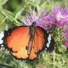 Paprastasis monarchas - Danaus chrysippus | Fotografijos autorius : Gintautas Steiblys | © Macronature.eu | Macro photography web site