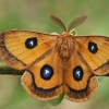 Aglija - Aglia tau ♂ | Fotografijos autorius : Gintautas Steiblys | © Macrogamta.lt | Šis tinklapis priklauso bendruomenei kuri domisi makro fotografija ir fotografuoja gyvąjį makro pasaulį.