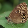 Akiuotasis satyras - Lopinga achine | Fotografijos autorius : Gintautas Steiblys | © Macrogamta.lt | Šis tinklapis priklauso bendruomenei kuri domisi makro fotografija ir fotografuoja gyvąjį makro pasaulį.