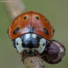 Akiuotoji boružė - Anatis ocellata | Fotografijos autorius : Žilvinas Pūtys | © Macrogamta.lt | Šis tinklapis priklauso bendruomenei kuri domisi makro fotografija ir fotografuoja gyvąjį makro pasaulį.