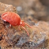 Aksominė erkė - Allothrombium sp. | Fotografijos autorius : Gintautas Steiblys | © Macrogamta.lt | Šis tinklapis priklauso bendruomenei kuri domisi makro fotografija ir fotografuoja gyvąjį makro pasaulį.