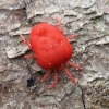 Aksominė erkė - Trombidium holosericeum | Fotografijos autorius : Vytautas Gluoksnis | © Macrogamta.lt | Šis tinklapis priklauso bendruomenei kuri domisi makro fotografija ir fotografuoja gyvąjį makro pasaulį.