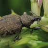 Alfalfa Snout Beetle - Otiorhynchus ligustici | Fotografijos autorius : Gintautas Steiblys | © Macronature.eu | Macro photography web site