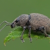 Alfalfa Snout Beetle - Otiorhynchus ligustici | Fotografijos autorius : Gintautas Steiblys | © Macronature.eu | Macro photography web site