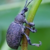 Alfalfa Snout Beetle - Otiorhynchus ligustici | Fotografijos autorius : Romas Ferenca | © Macronature.eu | Macro photography web site