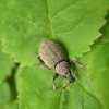 Alfalfa Snout Beetle - Otiorhynchus ligustici | Fotografijos autorius : Nomeda Vėlavičienė | © Macronature.eu | Macro photography web site