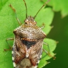 Alksninė skydblakė - Elasmucha grisea | Fotografijos autorius : Vidas Brazauskas | © Macrogamta.lt | Šis tinklapis priklauso bendruomenei kuri domisi makro fotografija ir fotografuoja gyvąjį makro pasaulį.