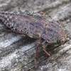 Alksninis blizgiavabalis - Dicerca alni | Fotografijos autorius : Romas Ferenca | © Macrogamta.lt | Šis tinklapis priklauso bendruomenei kuri domisi makro fotografija ir fotografuoja gyvąjį makro pasaulį.