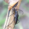 Alksninis grakštenis - Stenurella nigra | Fotografijos autorius : Romas Ferenca | © Macrogamta.lt | Šis tinklapis priklauso bendruomenei kuri domisi makro fotografija ir fotografuoja gyvąjį makro pasaulį.