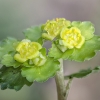 Alternate-leaved golden-saxifrage - Chrysosplenium alternifolium | Fotografijos autorius : Kazimieras Martinaitis | © Macronature.eu | Macro photography web site