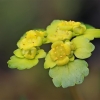 Pražangialapė blužnutė - Chrysosplenium alternifolium | Fotografijos autorius : Gintautas Steiblys | © Macronature.eu | Macro photography web site