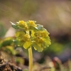 Alternate-leaved golden-saxifrage - Chrysosplenium alternifolium | Fotografijos autorius : Agnė Našlėnienė | © Macronature.eu | Macro photography web site