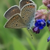 Didysis melsvys - Polyommatus amandus ♀ | Fotografijos autorius : Gintautas Steiblys | © Macronature.eu | Macro photography web site