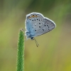 Didysis melsvys - Polyommatus amandus | Fotografijos autorius : Eglė Vičiuvienė | © Macronature.eu | Macro photography web site