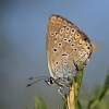 Amanda's Blue - Polyommatus amandus | Fotografijos autorius : Agnė Našlėnienė | © Macronature.eu | Macro photography web site