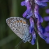 Didysis melsvys - Polyommatus amandus | Fotografijos autorius : Žilvinas Pūtys | © Macronature.eu | Macro photography web site