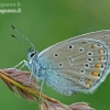 Amanda's Blues - Polyommatus amandus | Fotografijos autorius : Darius Baužys | © Macronature.eu | Macro photography web site