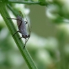 Amaras, nežinau koks | Fotografijos autorius : Vidas Brazauskas | © Macrogamta.lt | Šis tinklapis priklauso bendruomenei kuri domisi makro fotografija ir fotografuoja gyvąjį makro pasaulį.