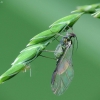 Amaras | Fotografijos autorius : Vidas Brazauskas | © Macrogamta.lt | Šis tinklapis priklauso bendruomenei kuri domisi makro fotografija ir fotografuoja gyvąjį makro pasaulį.