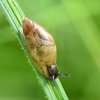 Common amber snail - Succinea putris | Fotografijos autorius : Kazimieras Martinaitis | © Macronature.eu | Macro photography web site
