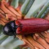 Pušinis kelmaspragšis - Ampedus sanguineus | Fotografijos autorius : Oskaras Venckus | © Macrogamta.lt | Šis tinklapis priklauso bendruomenei kuri domisi makro fotografija ir fotografuoja gyvąjį makro pasaulį.