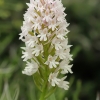 Anacamptis pyramidalis var. albiflora | Fotografijos autorius : Gintautas Steiblys | © Macrogamta.lt | Šis tinklapis priklauso bendruomenei kuri domisi makro fotografija ir fotografuoja gyvąjį makro pasaulį.