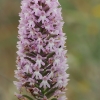 Anakamptis - Anacamptis pyramidalis | Fotografijos autorius : Gintautas Steiblys | © Macrogamta.lt | Šis tinklapis priklauso bendruomenei kuri domisi makro fotografija ir fotografuoja gyvąjį makro pasaulį.