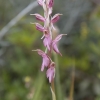 Anakamptis - Anacamptis sancta | Fotografijos autorius : Žilvinas Pūtys | © Macrogamta.lt | Šis tinklapis priklauso bendruomenei kuri domisi makro fotografija ir fotografuoja gyvąjį makro pasaulį.