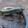 Anatolian snake-eyed skink - Ablepharus anatolicus | Fotografijos autorius : Žilvinas Pūtys | © Macronature.eu | Macro photography web site