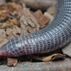 Cilician Worm Lizard - Blanus aporus | Fotografijos autorius : Gintautas Steiblys | © Macrogamta.lt | Šis tinklapis priklauso bendruomenei kuri domisi makro fotografija ir fotografuoja gyvąjį makro pasaulį.