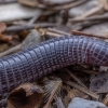 Cilician worm lizard - Blanus aporus | Fotografijos autorius : Žilvinas Pūtys | © Macronature.eu | Macro photography web site