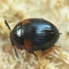 Anisotoma humeralis | Fotografijos autorius : Vidas Brazauskas | © Macronature.eu | Macro photography web site