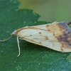 Ankštarinis ugniukas - Evergestis extimalis | Fotografijos autorius : Gintautas Steiblys | © Macrogamta.lt | Šis tinklapis priklauso bendruomenei kuri domisi makro fotografija ir fotografuoja gyvąjį makro pasaulį.
