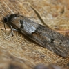 Ankstyvasis tortrikodas - Tortricodes alternella | Fotografijos autorius : Gintautas Steiblys | © Macrogamta.lt | Šis tinklapis priklauso bendruomenei kuri domisi makro fotografija ir fotografuoja gyvąjį makro pasaulį.