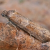 Ankstyvasis tortrikodas - Tortricodes alternella | Fotografijos autorius : Gintautas Steiblys | © Macrogamta.lt | Šis tinklapis priklauso bendruomenei kuri domisi makro fotografija ir fotografuoja gyvąjį makro pasaulį.