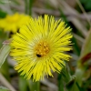 Anksytvasis šalpusnis - Tussilago farfara | Fotografijos autorius : Romas Ferenca | © Macrogamta.lt | Šis tinklapis priklauso bendruomenei kuri domisi makro fotografija ir fotografuoja gyvąjį makro pasaulį.