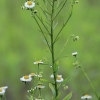 Vienmetė šiušelė - Erigeron annuus | Fotografijos autorius : Gintautas Steiblys | © Macronature.eu | Macro photography web site