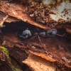 Keturdėmė skruzdėlė - Dolichoderus quadripunctatus | Fotografijos autorius : Mindaugas Leliunga | © Macronature.eu | Macro photography web site