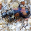 Ant-like Flower Beetle - Anthicus antherinus | Fotografijos autorius : Romas Ferenca | © Macronature.eu | Macro photography web site